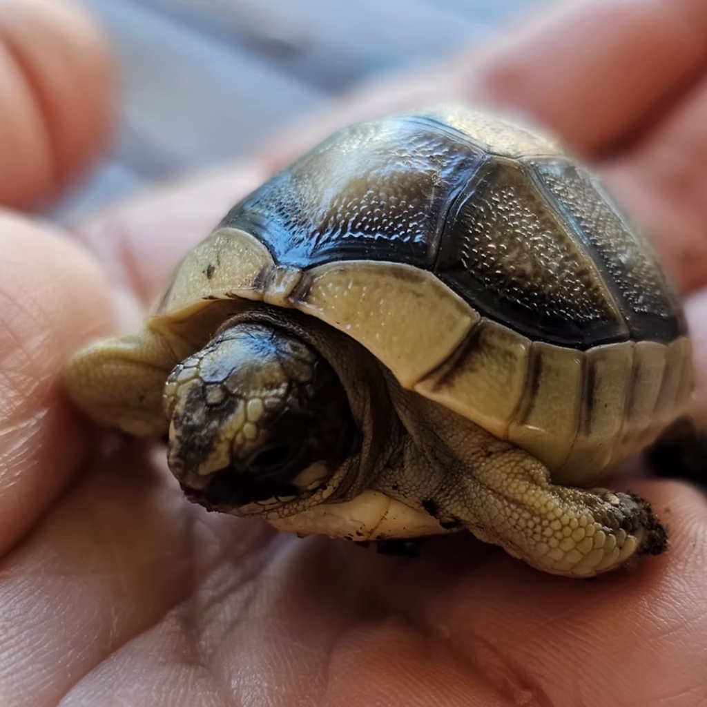 SARDINIEN NORDEN - ZUMINDEST EIN TEIL DAVON